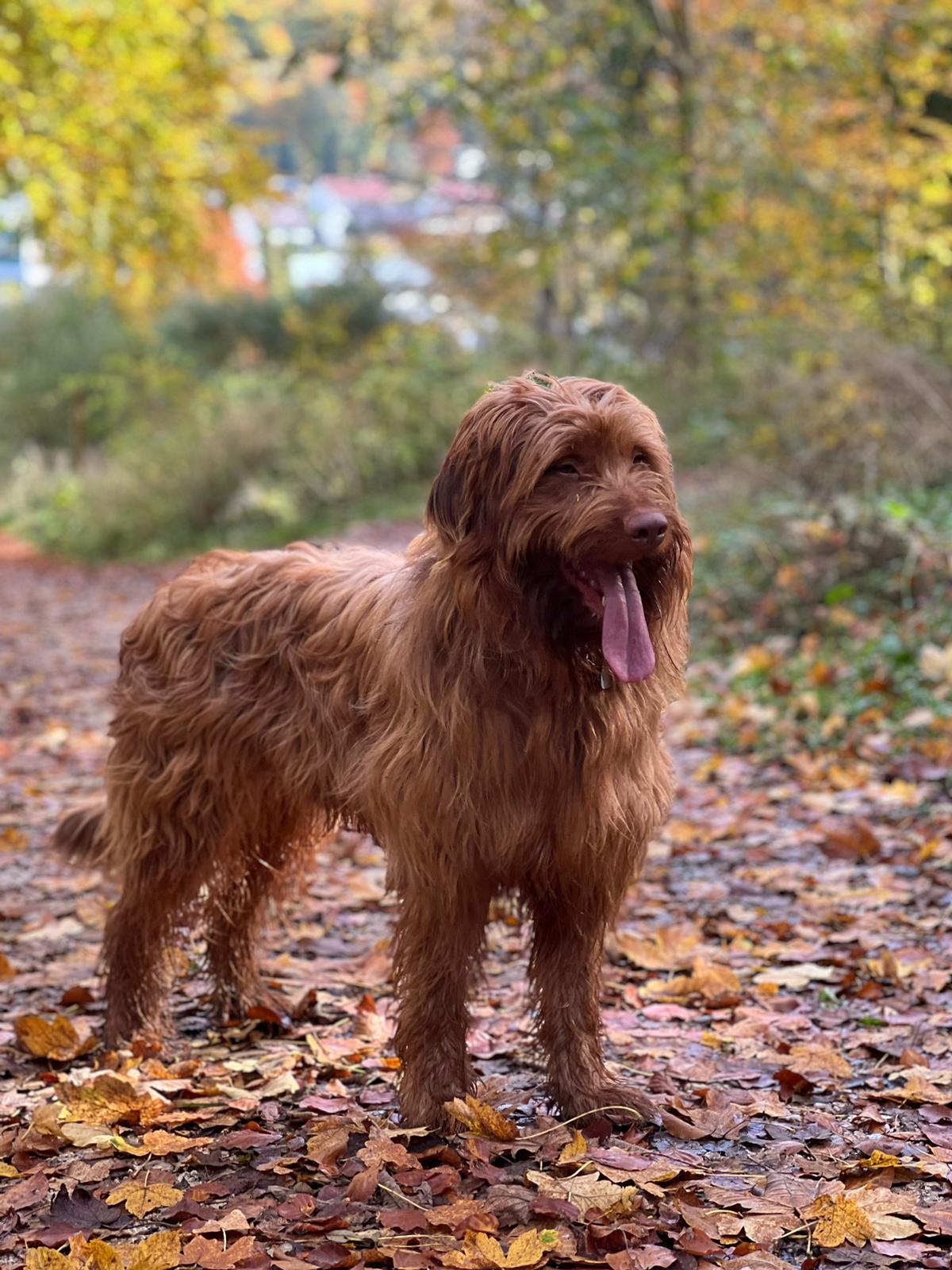 Wäller von der Straubenhalde